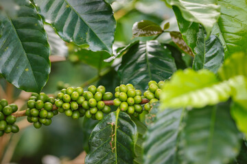 organic arabica coffee green beans on hand in farm.harvesting Robusta and arabica  coffee berries...