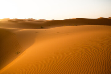 Fototapeta na wymiar Beautiful sand dunes in the Sahara Desert in Morocco. Landscape in Africa in desert.