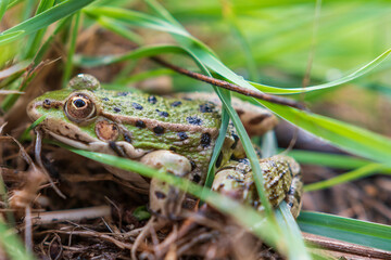 Frosch im Gras