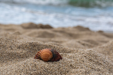 Muschel im Sand