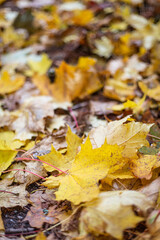 Autumn landscape with leaves. Colourful autumn leaves on the ground in dew. 