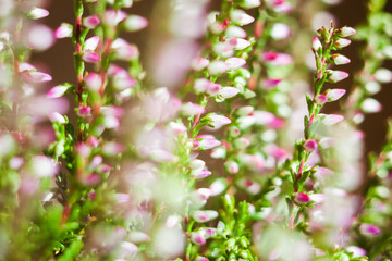 Blooming heather (Calluna vulgaris). Close-up. Nature, floral, flowers background. 