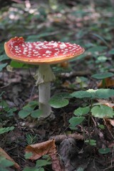 dangerous red poisonous beautiful fly agaric mushroom in autumn grass,  forest walking Belarus.

