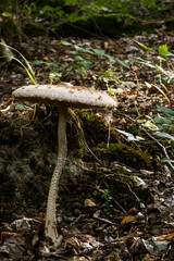mushrooms in the forest