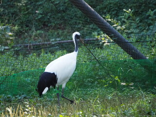 ツートンカラーが美しいタンチョウ