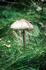 mushrooms in the forest