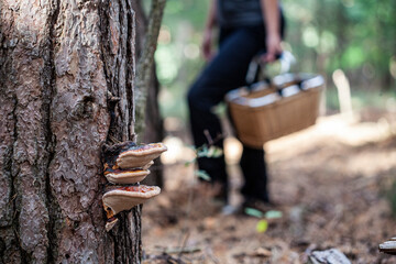 Looking for mushrooms in the forest