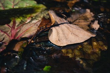 fallen autumn leaves