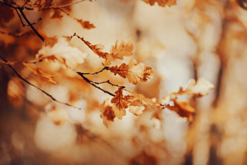 Beautiful dry yellow oak leaves on thin branches are illuminated by warm sunlight on an autumn day. Golden autumn in October.