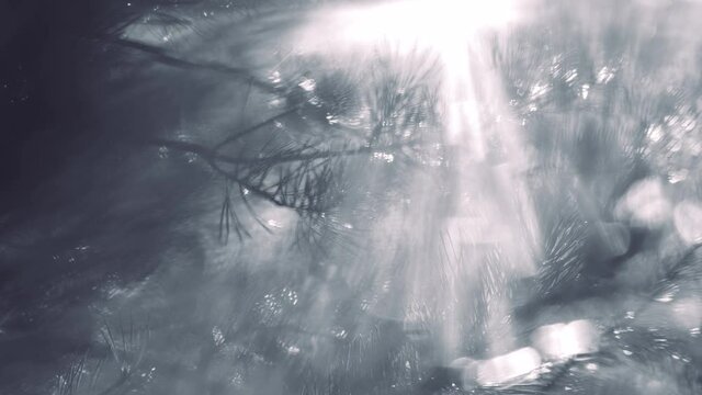 Reflections of bright sunshine, green leaves of pine trees. Natural sun shadows overlay on white texture of old sunset forest background. Abstract 4k video backdrop