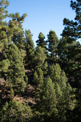 Forest in La Palma island