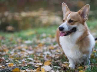 fluffy orange corgi dog with white spots walks in the park, in daylight, in autumn. positive, good mood, end of self-isolation. Corgi on a walk