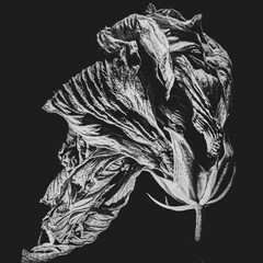 vertrocknete Hibiskusblüte in black&white © Frank