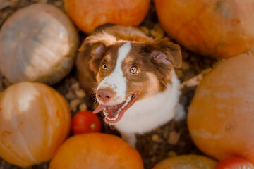 Dog with pumpkins in the forest.  The Miniature American Shepherd dog breed. Halloween and Thanksgiving Holidays. Harvest © OlgaOvcharenko