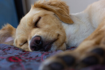 Light brown golden retriever dog sleeping on bed
