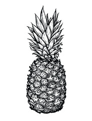 Pineapple hand draw on white background. Tropical fruit sketch vector illustration