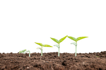 The sequence of growth and development of a plant or tree growing from the soil on a white background.