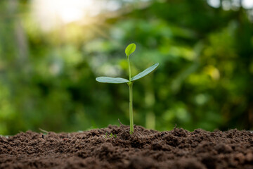 The sequence of growth and development of a plant or tree growing from the soil on the green nature blurs the environmental conservation concept.