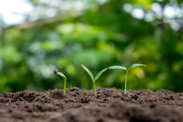 The growth and development of plants or trees growing from soil on green nature obscures the concept of environmental conservation.