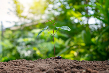 Growth and development of plants grown from seeds on the soil. Environmental conservation concept.