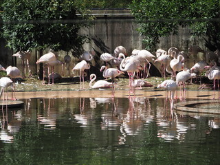 Naklejka premium 水面に映りこむフラミンゴ