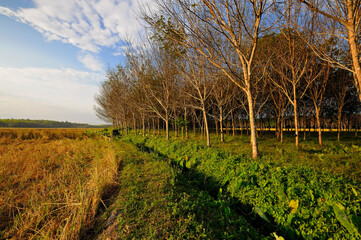 rubber trees shed leaves and field at harvest, golden early morning sunshine