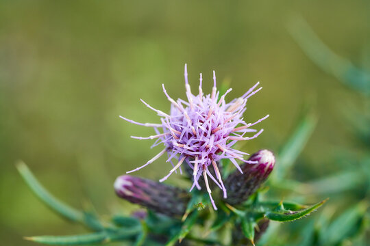 542 Best 日本固有種images Stock Photos Vectors Adobe Stock