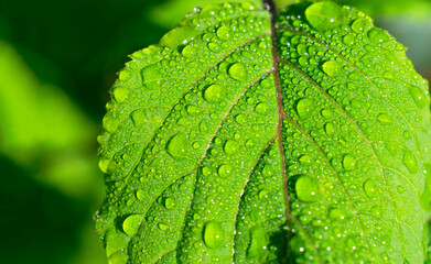 hydrangea leaf  in the sun shine all covered with raindrops or dew - a very bright green summer fresh background