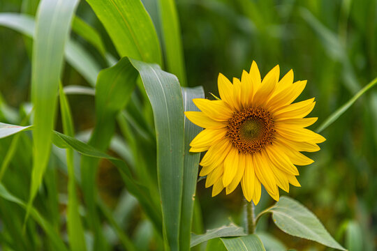 Sunflower in a field on the Gettysburg battlefield