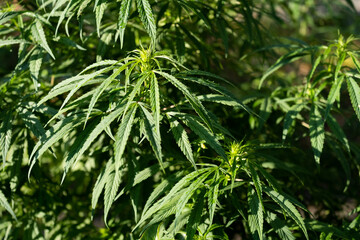 Cannabis Flowers Outdoor. Own cultivation of marijuana in the garden.