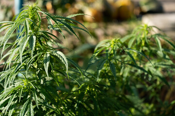 Cannabis Flowers Outdoor. Own cultivation of marijuana in the garden.