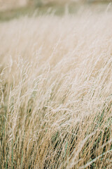 Dried panicle grass texture background. Soft beige dried meadow grass. Abstract natural minimal, trend, stylish background.