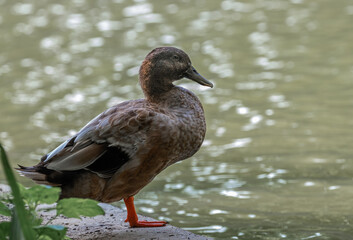 Duck resting on a edge of island