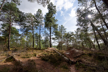 Recloses, path of the crests in fontainebleau forest