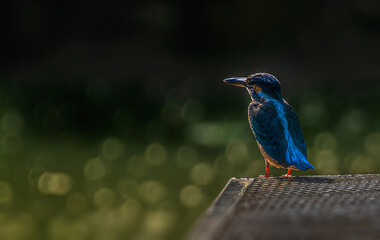 Common Kingfisher basking early morning