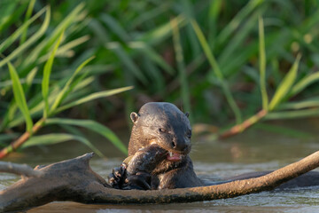 The giant otter or giant river otter (Pteronura brasiliensis)