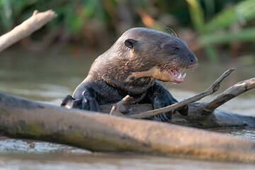 The giant otter or giant river otter (Pteronura brasiliensis)