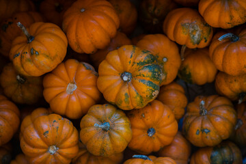 pile of pumpkins on a farm