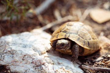 Greek tortoise walking in its natural surrounding