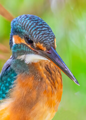 Common Kingfisher a closer look