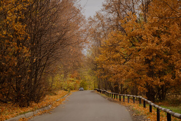 Autumn forest through the camera lens