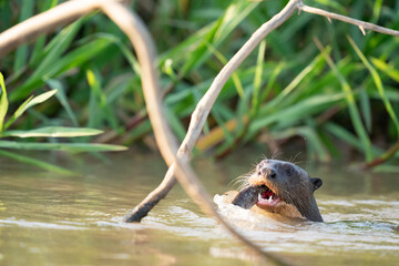 The giant otter or giant river otter (Pteronura brasiliensis)