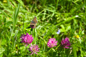 Brown argus (aricia agestis) butterfly perched on pink flower in Zurich, Switzerland