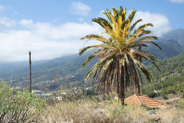 View of the unique bicolor canary palm tree in the world