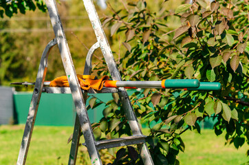 Seasonal pruning trees with pruning shears. Gardener pruning fruit trees with pruning shears. Taking care of garden