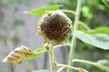 The wilting sunflower has flower diseases.