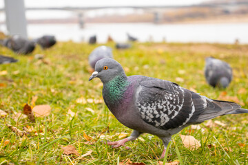 bird