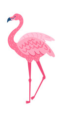Pink flamingo isolated on white background. Fauna animal bird tropical, illustration summer exotic animal vector
