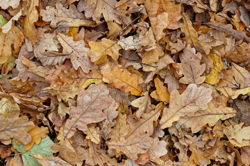 Texture of fallen oak leaves on the grass, golden autumn