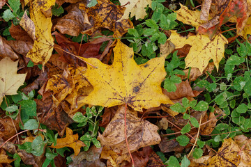 Texture of fallen maple leaves on the grass, golden autumn